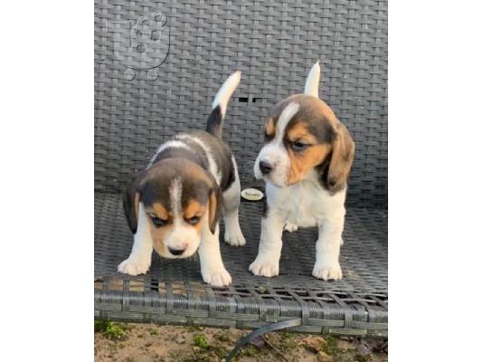 Κουτάβια Beagle Tricolor./